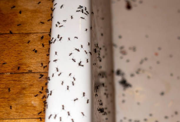 Best Affordable Pest Control Services  in Mount Vernon, OH